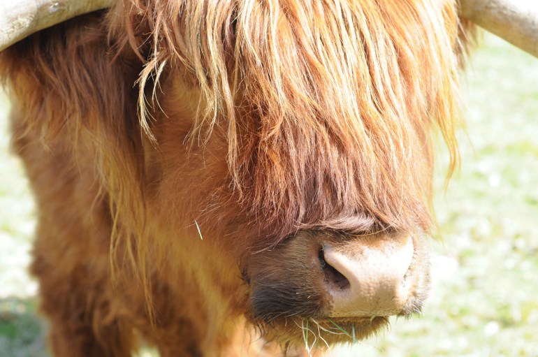 Heilan' Coo - I wanted to braid his hair 