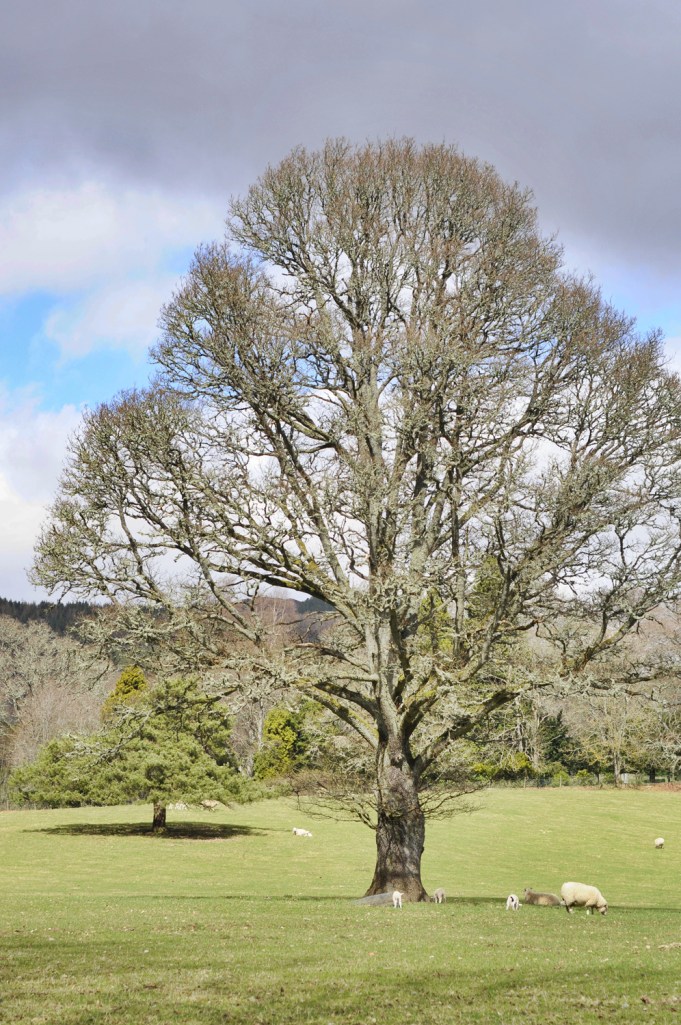 I'm a sucker for a tree alone