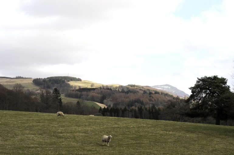 Pastoral beauty + sheep