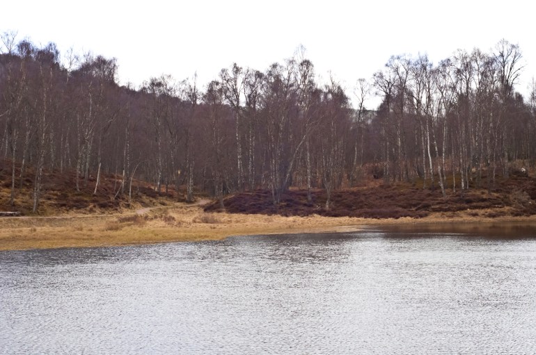 A wee loch and purple trees