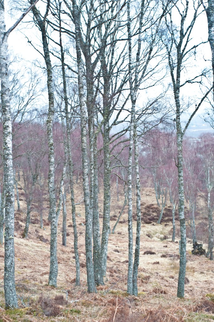 Birch forest with purple tree tops