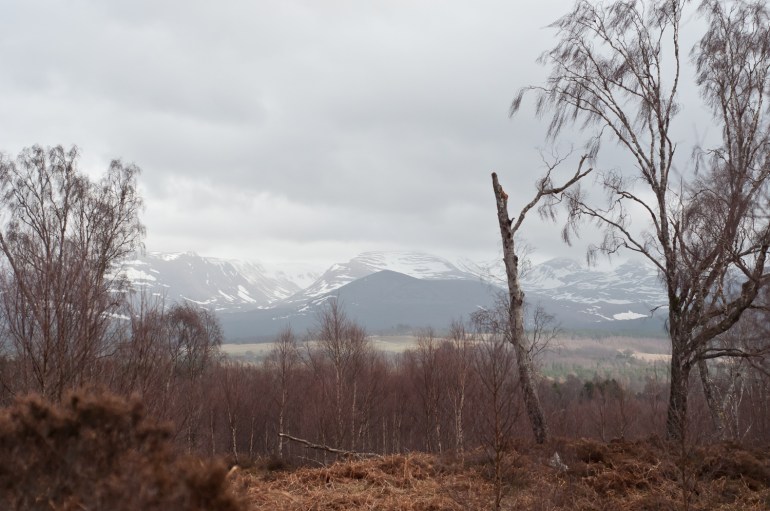 Snowy mountaintops in the distance
