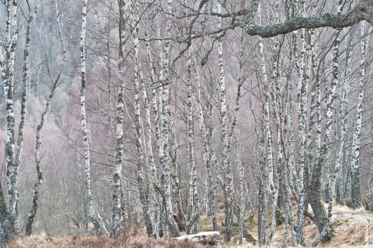 Birch forest