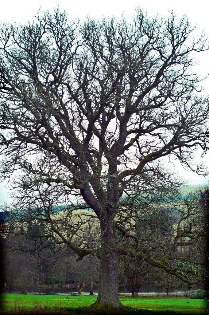This tree isn't in Glasgow, it's right outside of a tiny town named Fintry on the grounds of Culcreuch Castle, where we stayed the night
