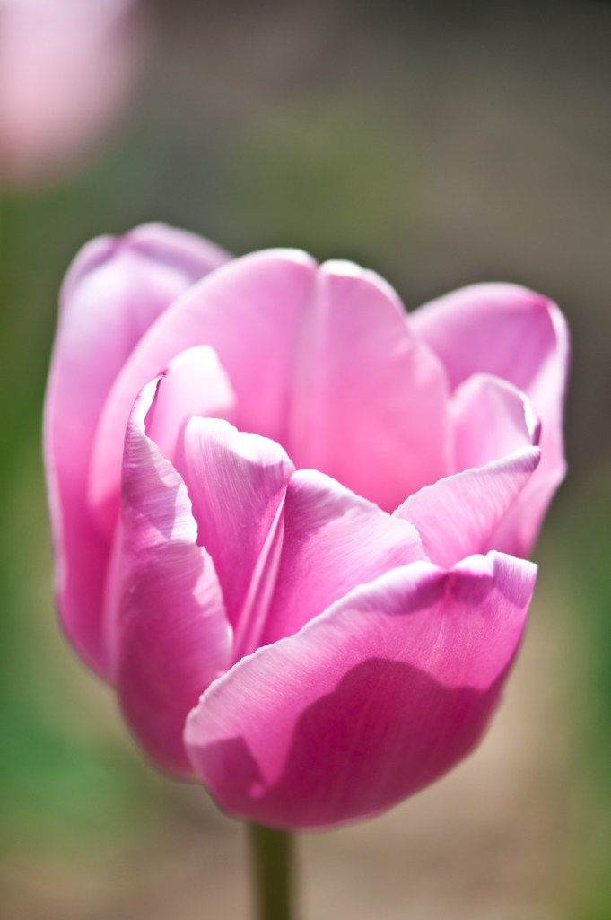 Basking in the warm spring sunshine